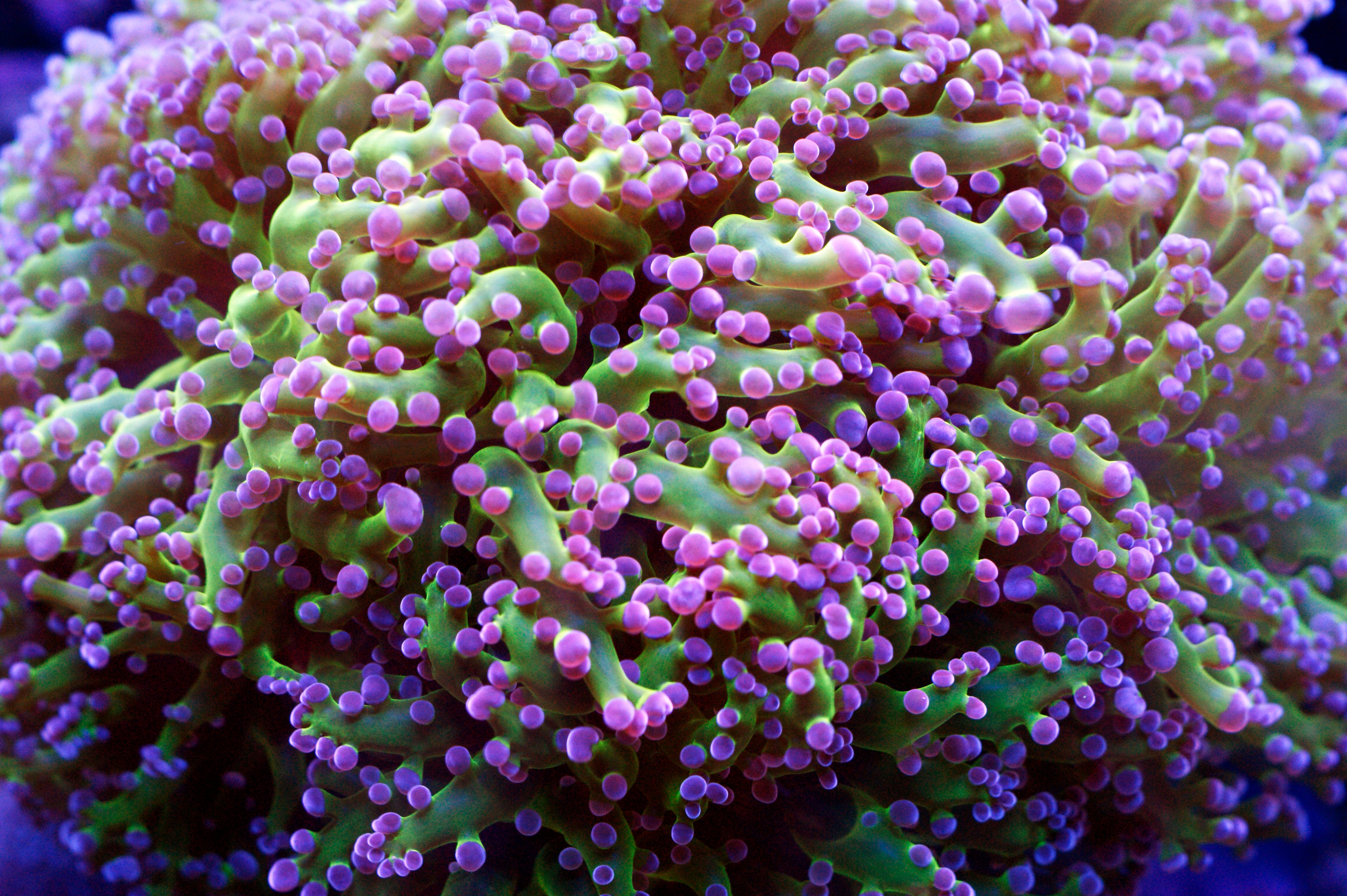 Frogspawn