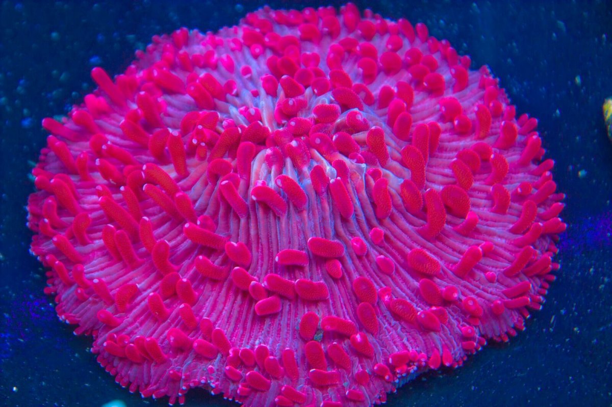 Fungia Plate