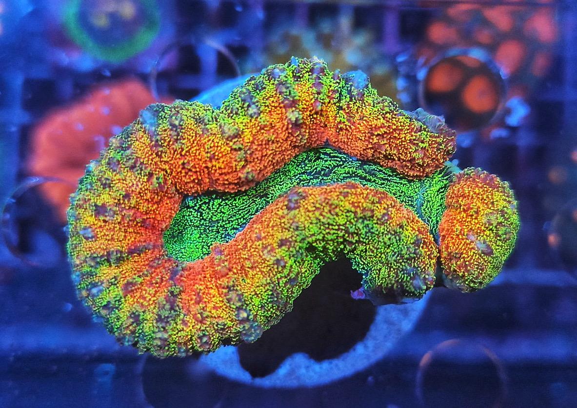 Lobophyllia