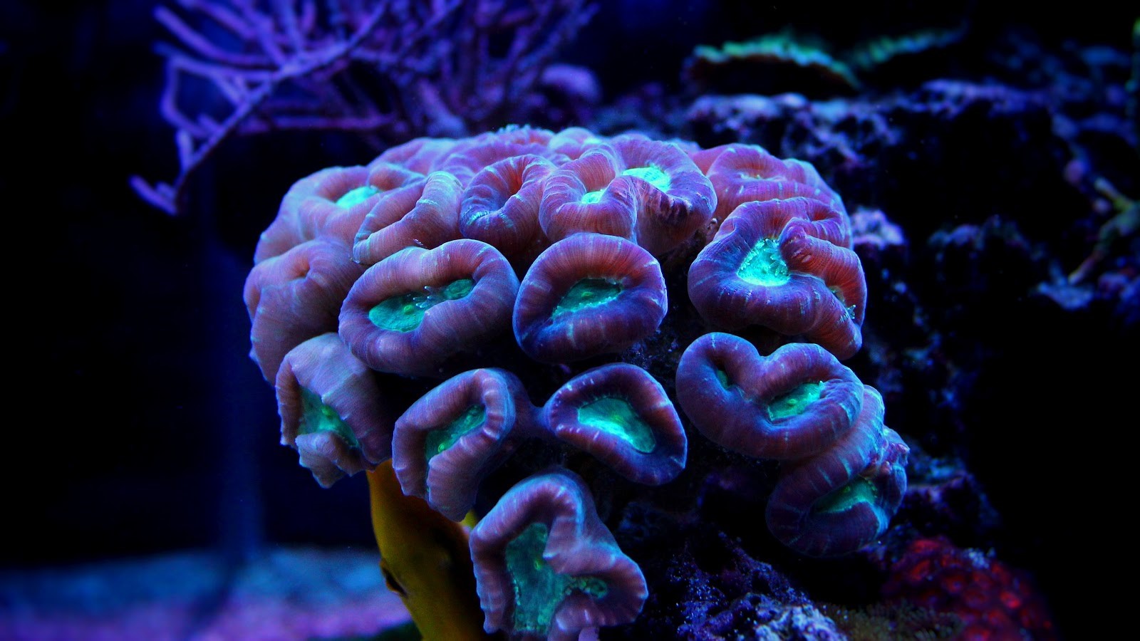 Candy Cane