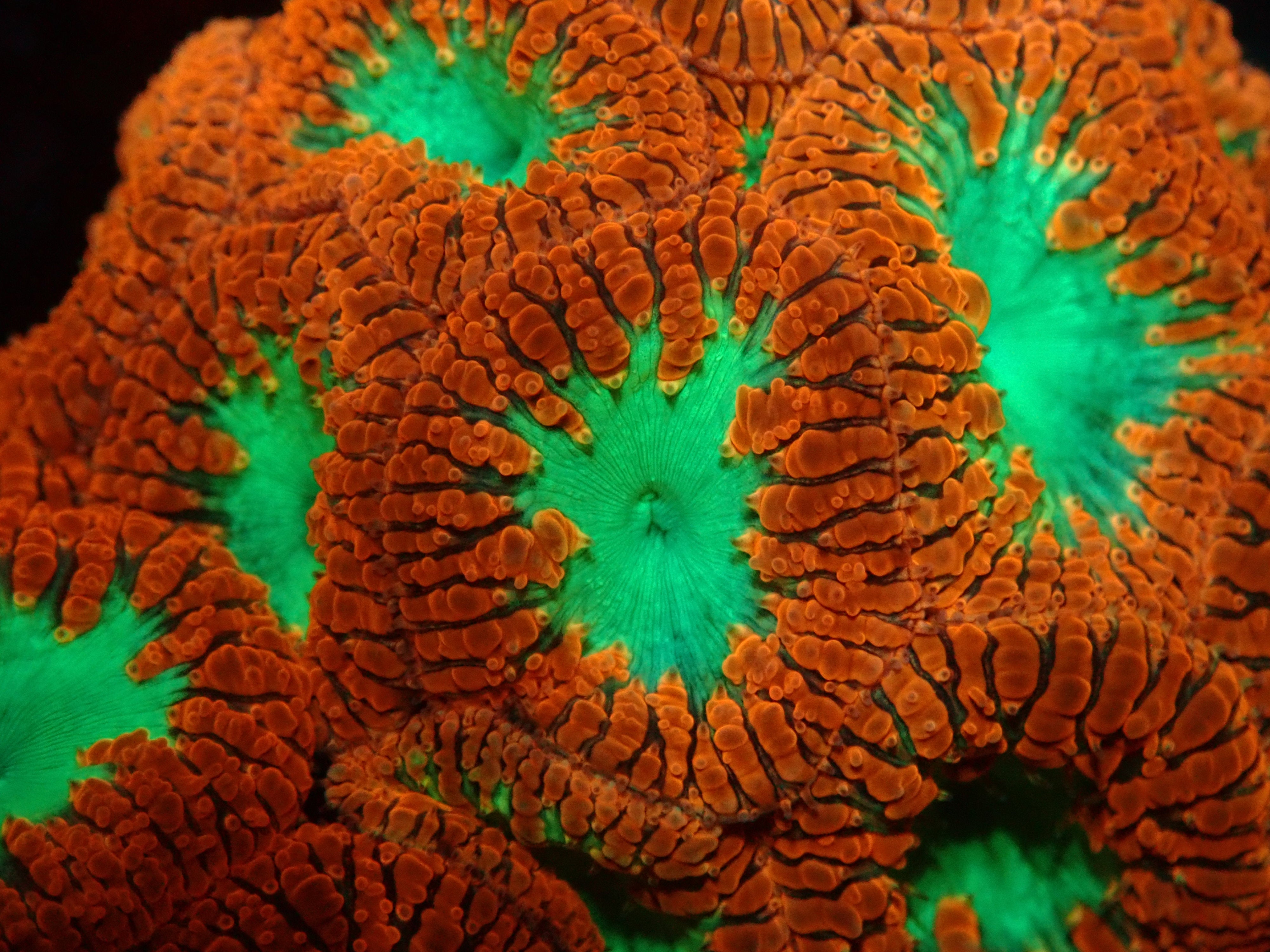 Blastomussa