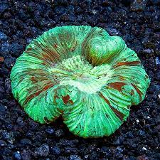Goniopora
