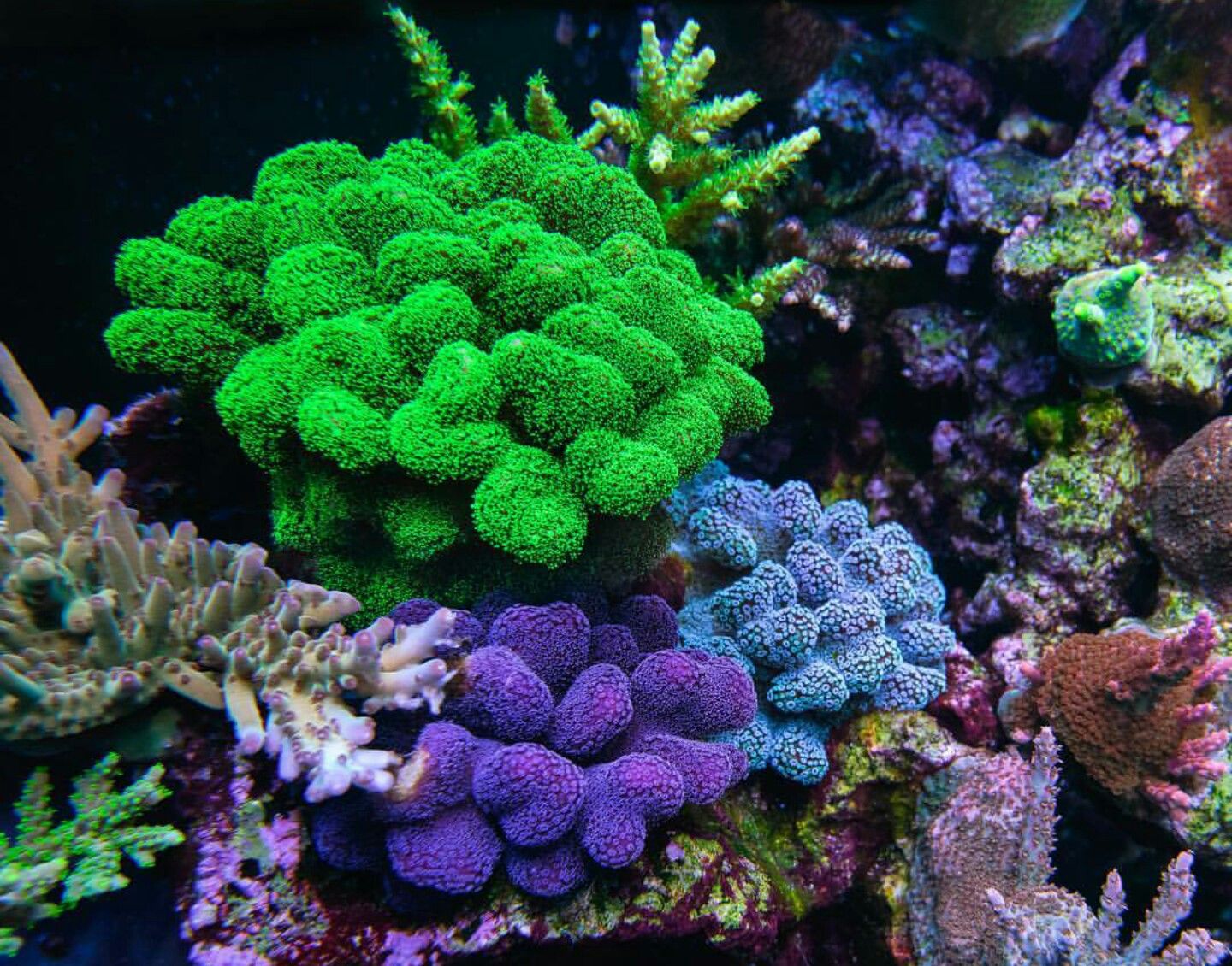 Stylophora