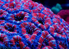 ACANS