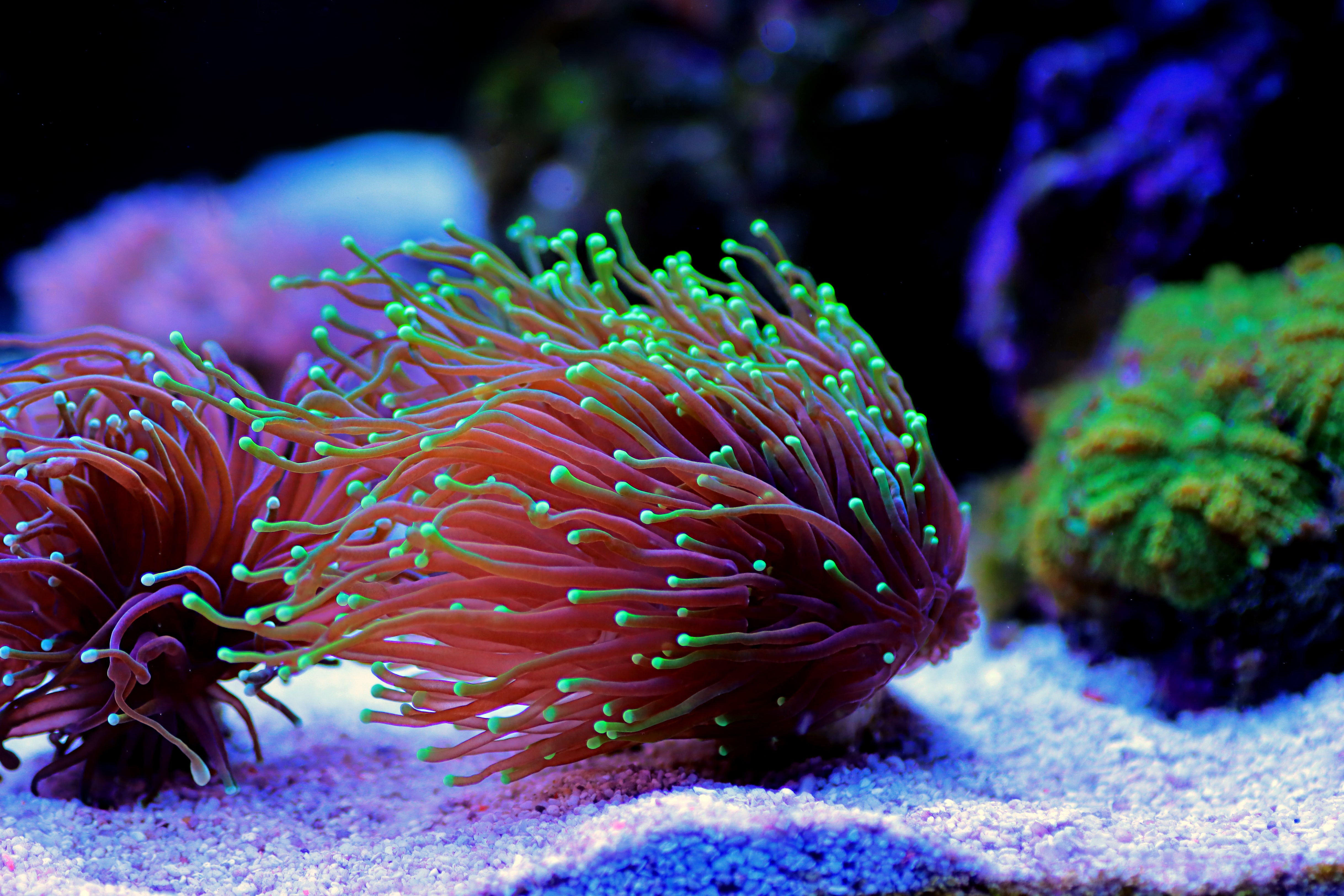 CORAL SALE