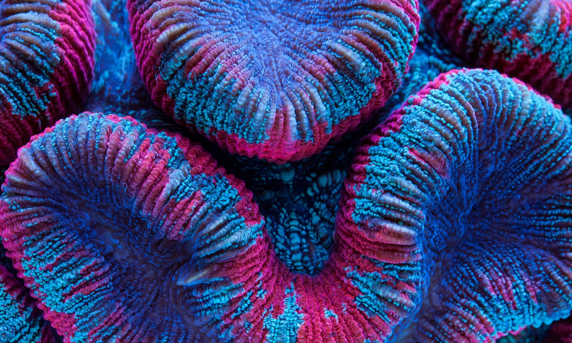 Trachyphyllia