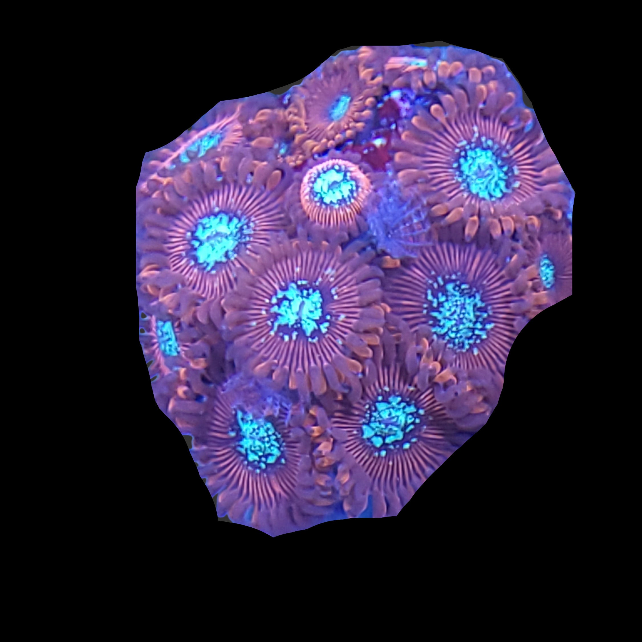 OG Magicians zoa