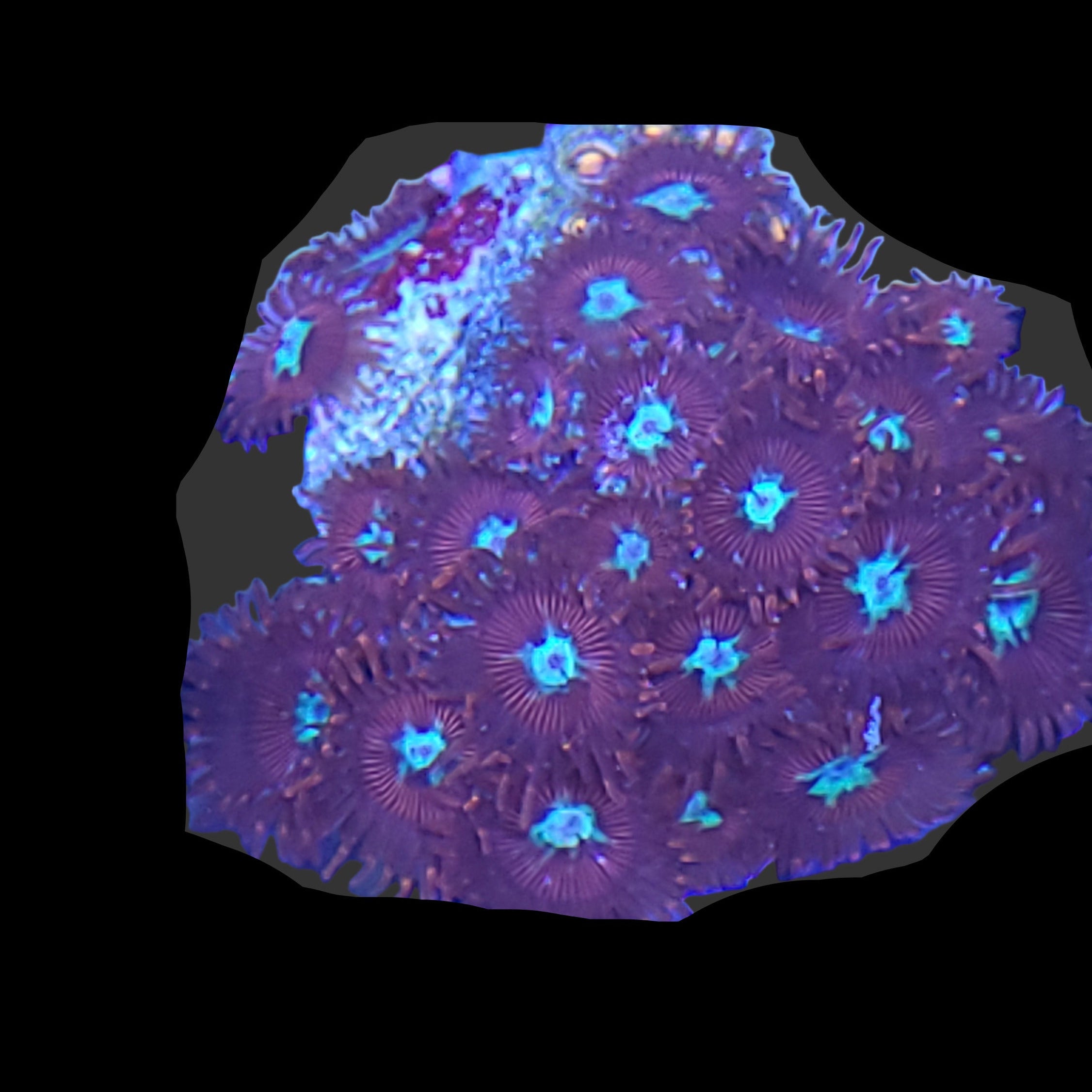 Money Shot Zoa