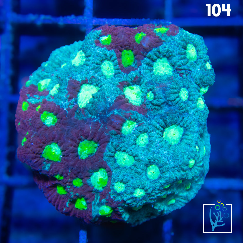 Grafted War Favia