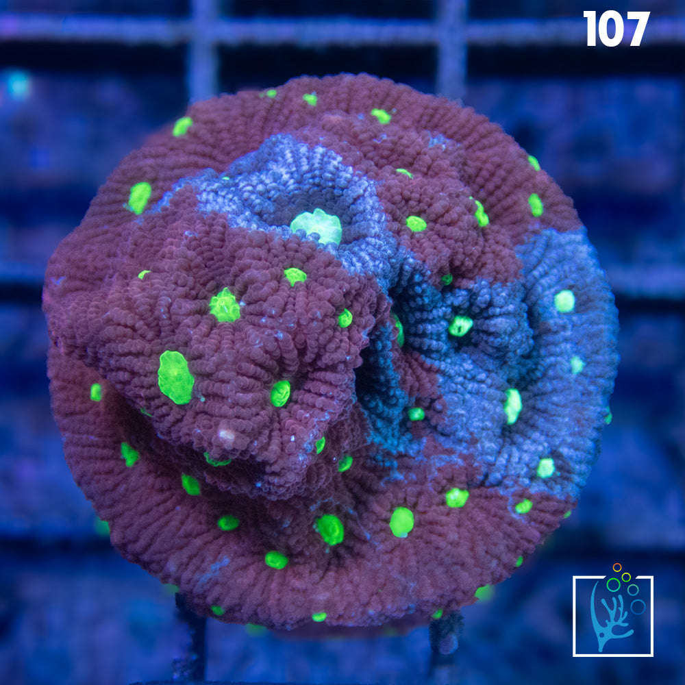 Grafted War Favia