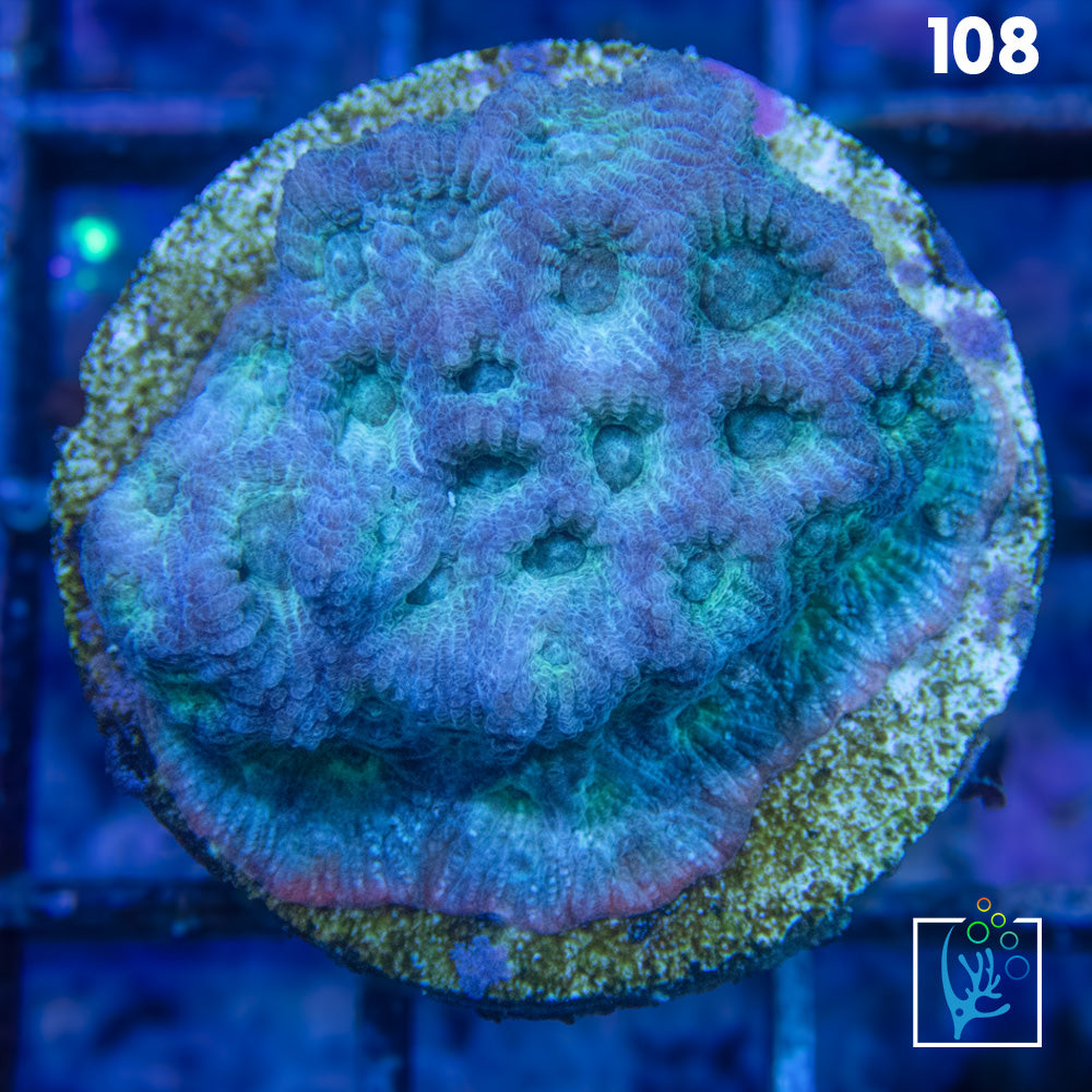 Grafted War Favia