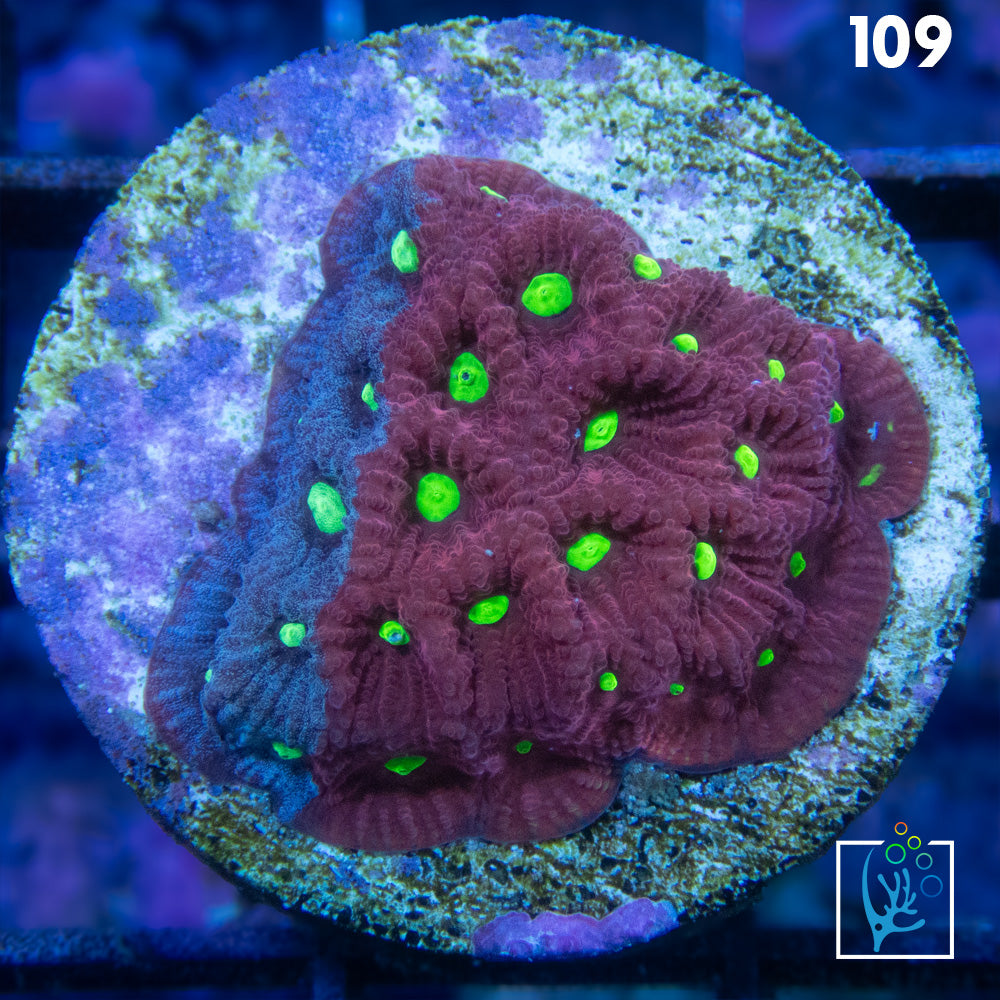 Grafted War Favia