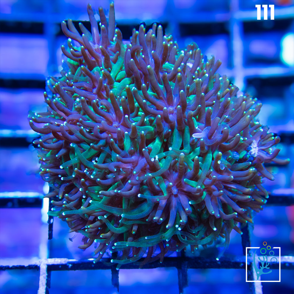 Purple/Green Galaxea