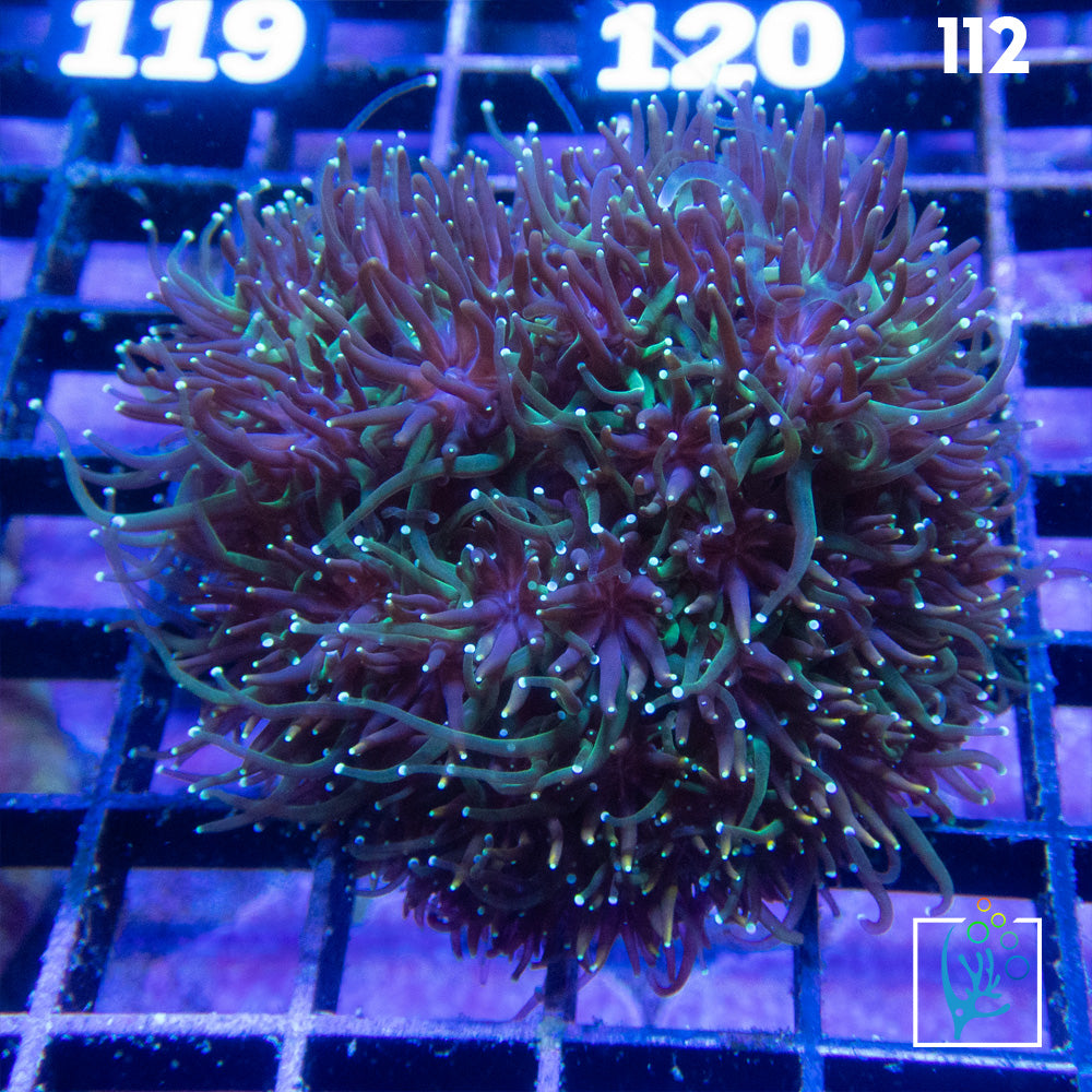 Purple/Green Galaxea