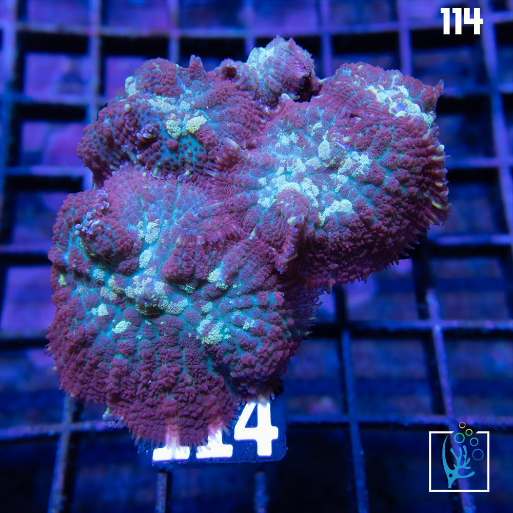 Rhodactis Mushroom Rock