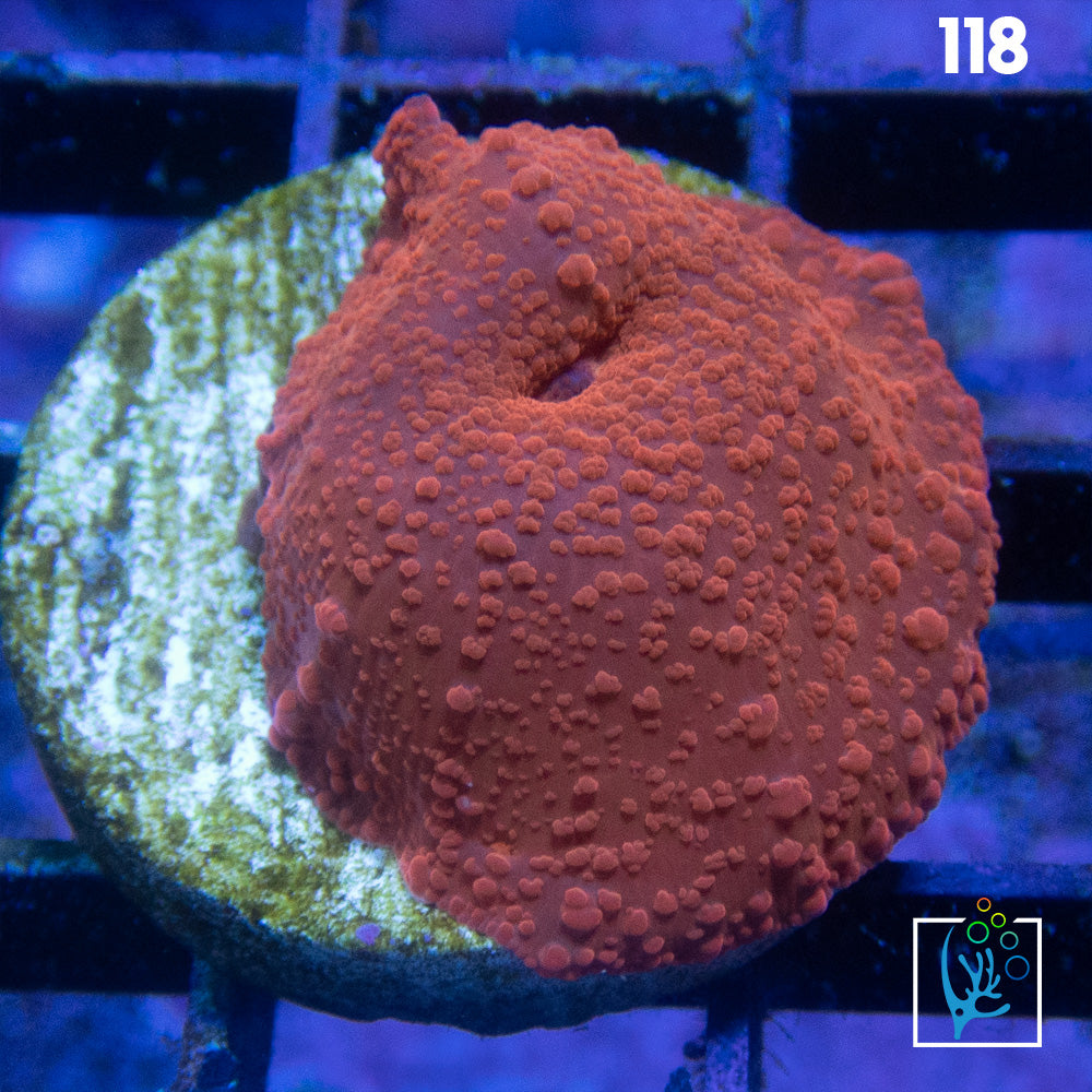 Red Discosoma Mushroom