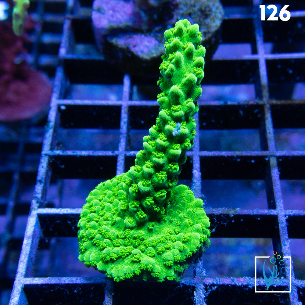 Acropora Sp.