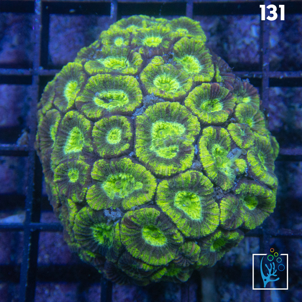 Bright Green Favia