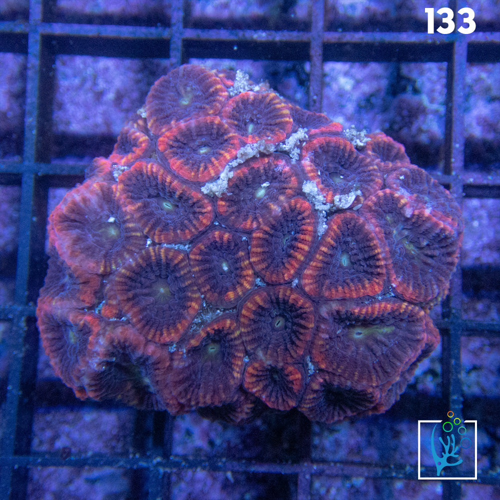 Orange/Purple Favia