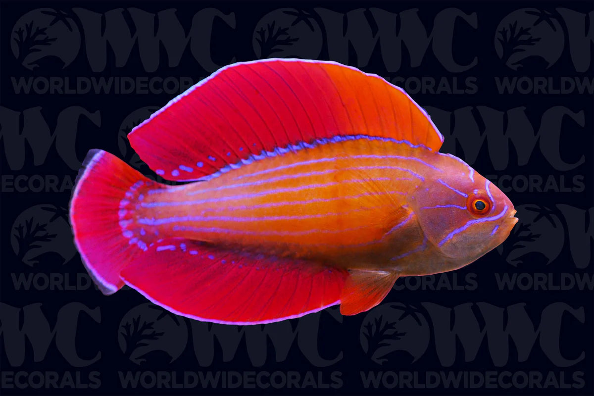 8 lined flasher wrasse