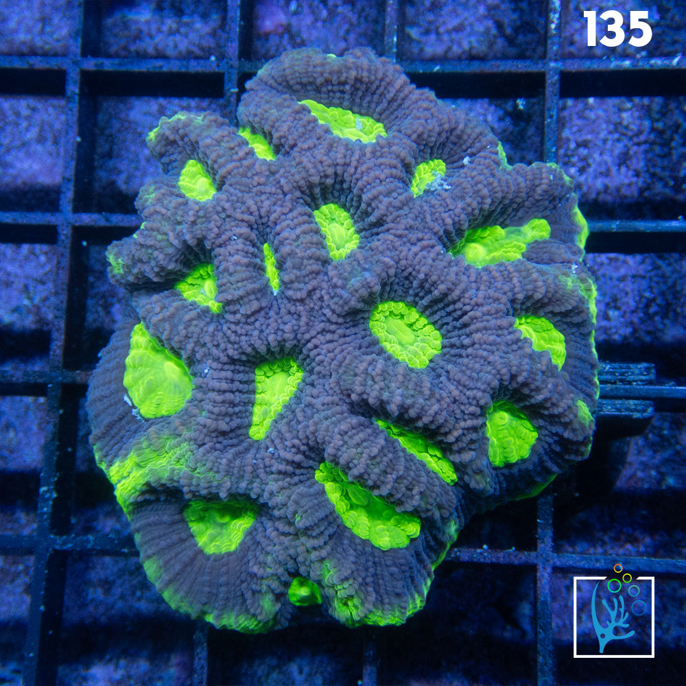 Purple/Green Goniastrea
