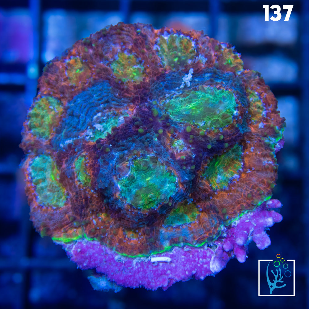 Rainbow Echinata