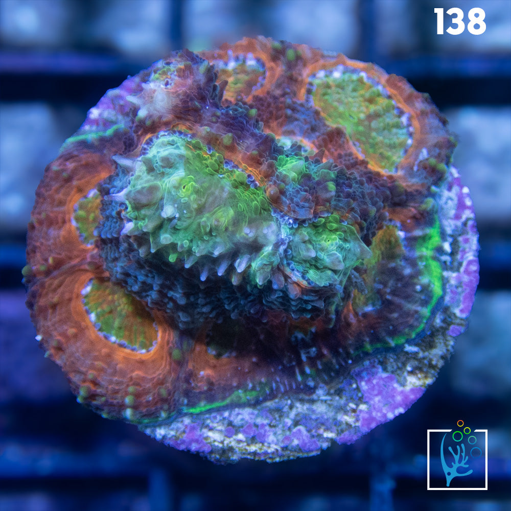 Rainbow Echinata