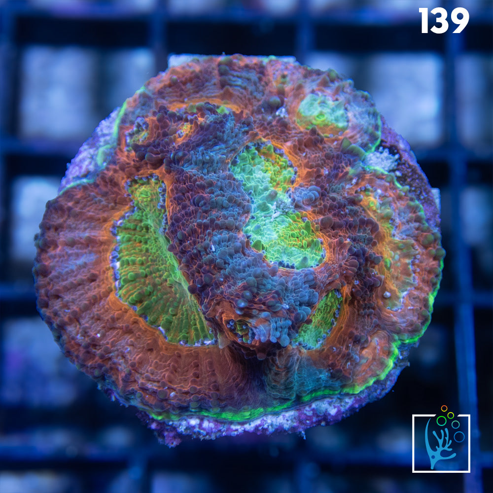 Rainbow Echinata