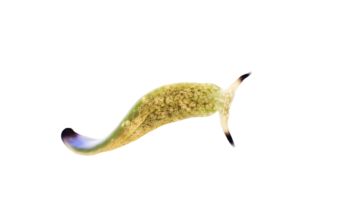 Detritus Feeding Nudibranch