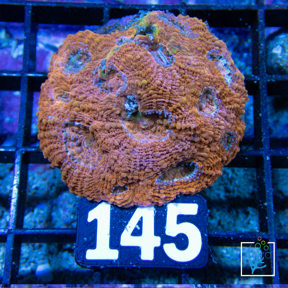 Acan Echinata