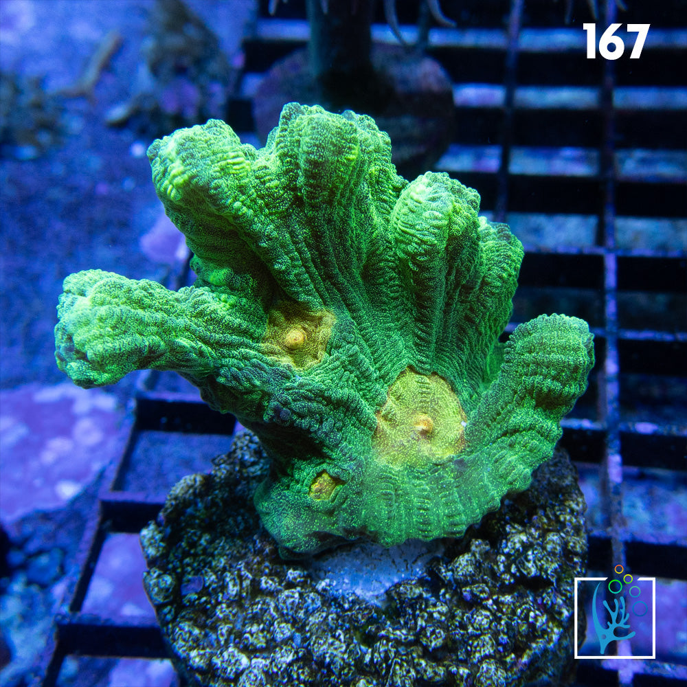 Space Invader Pectinia