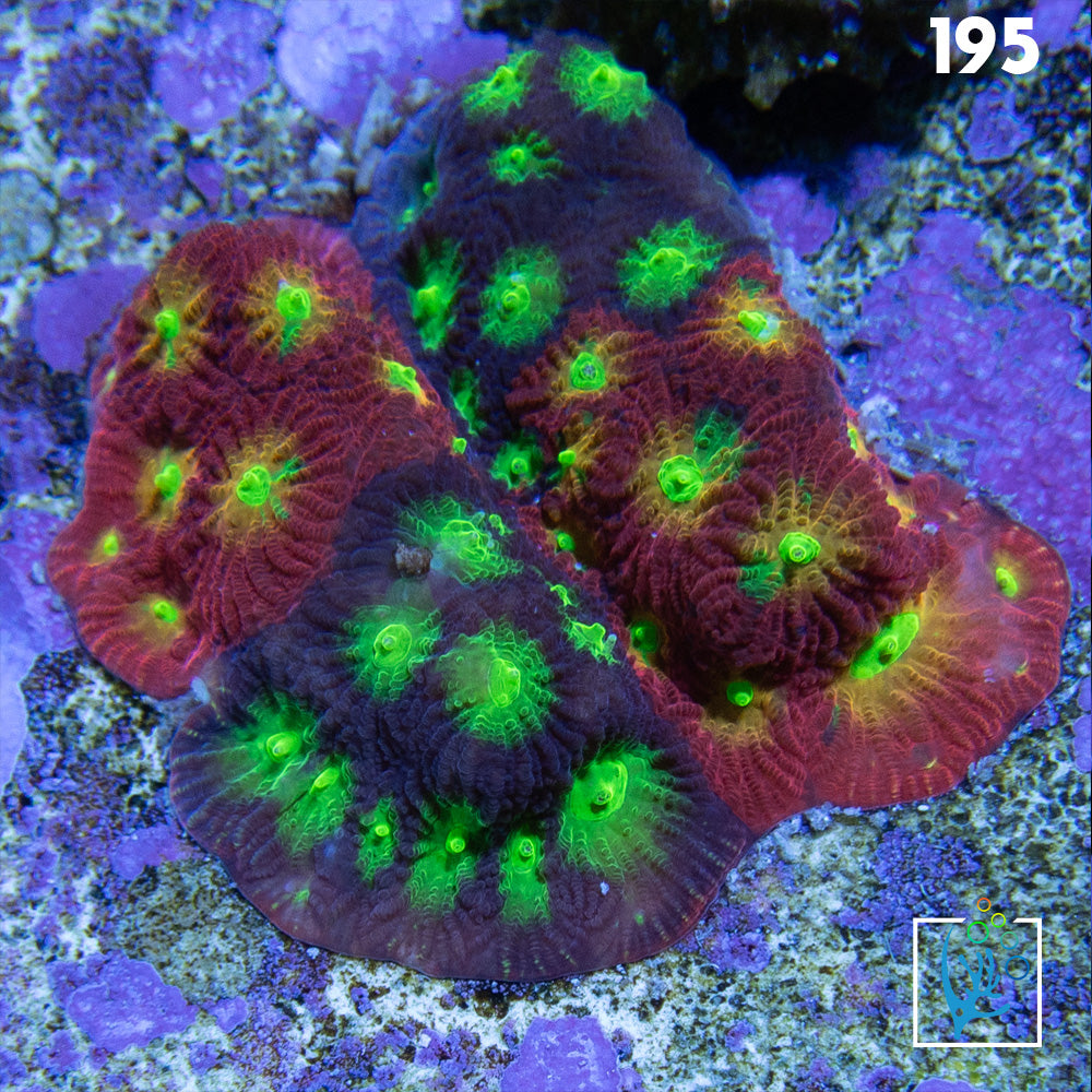 Mighty Max Grafted Favia