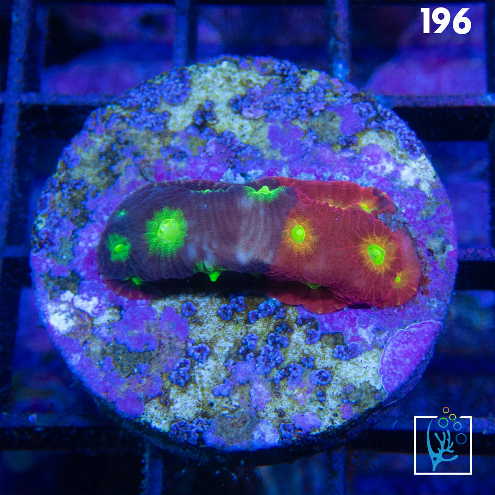 Mighty Max Grafted Favia