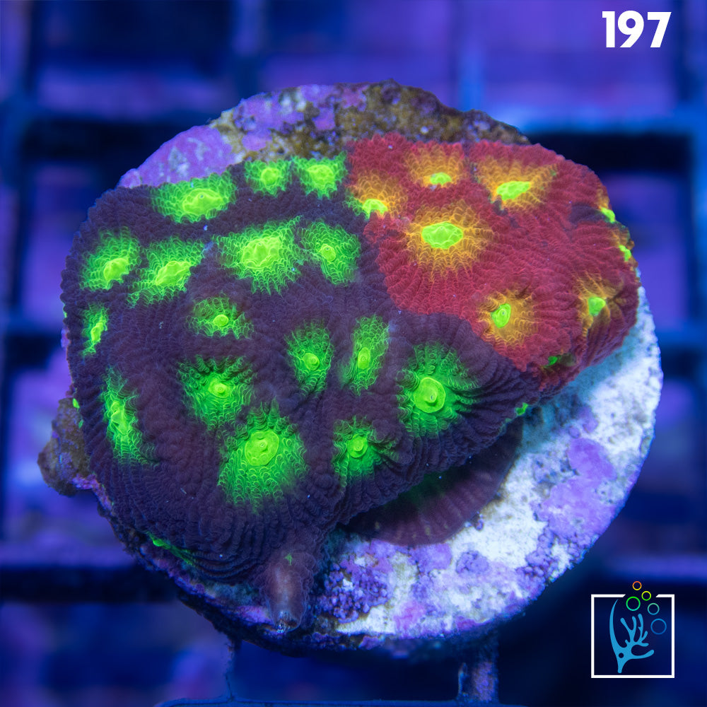 Mighty Max Grafted Favia