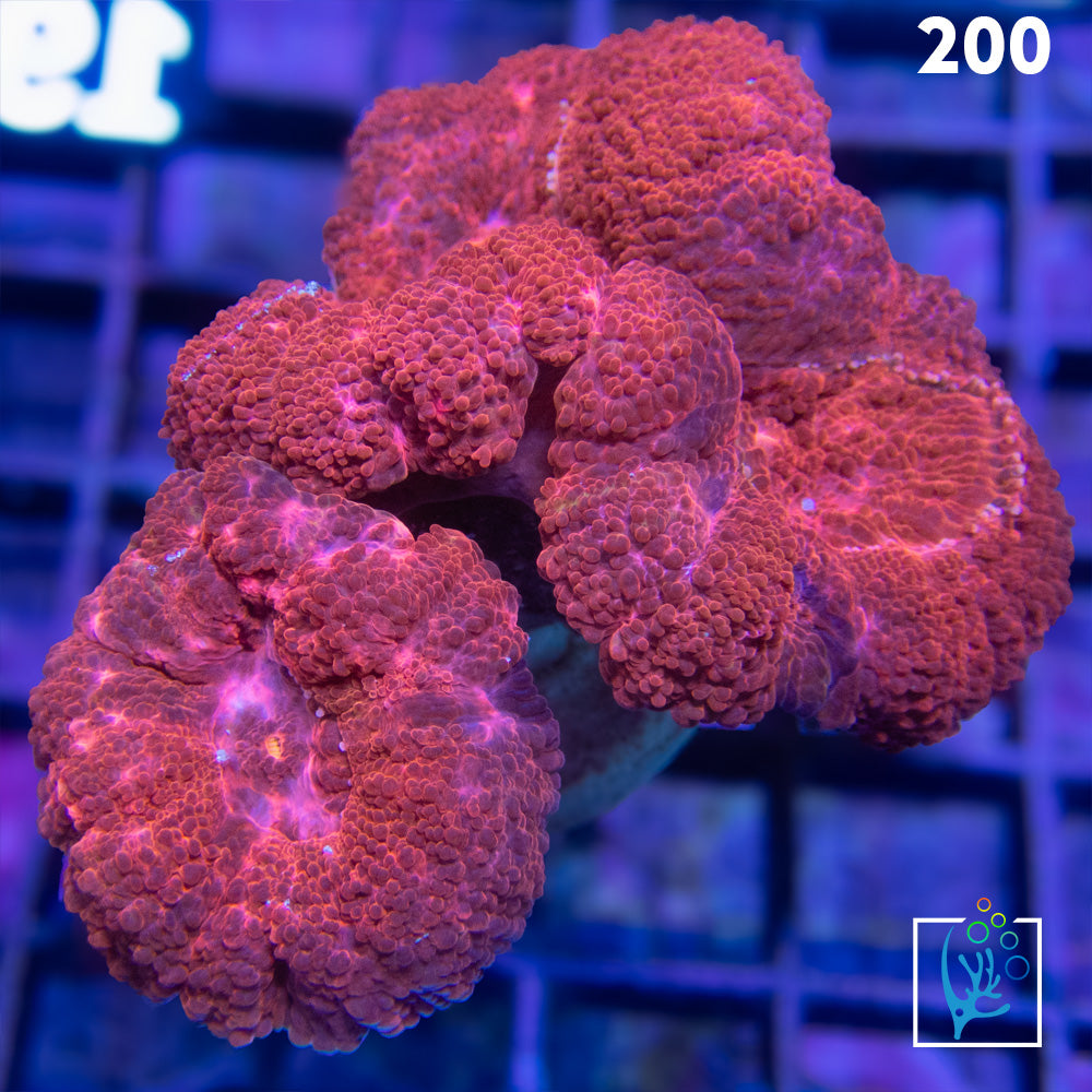 Lobophyllia