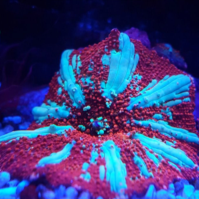 Red Lightning Mushroom