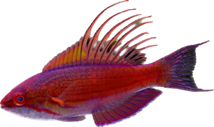 Blue Filamented Flasher wrasse