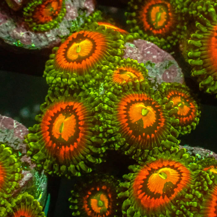 Rainbow Incinerator Zoa