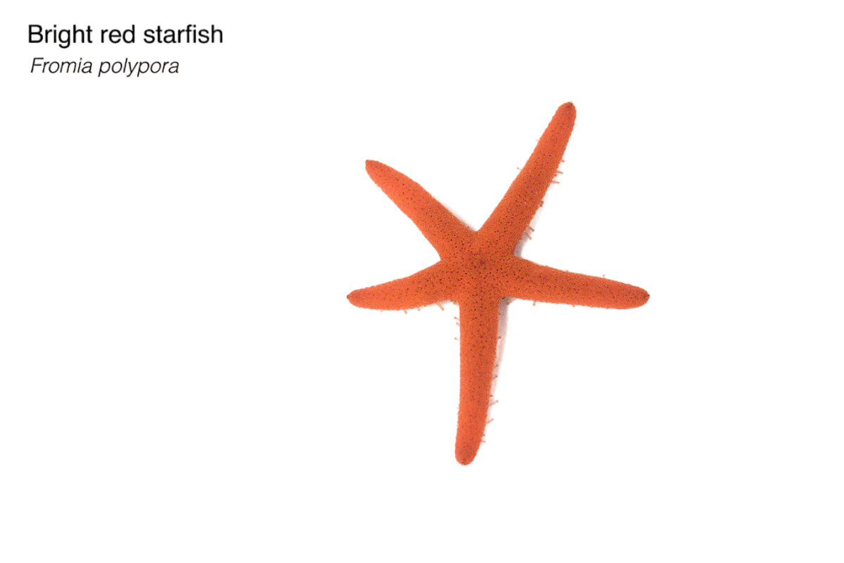Red Fromia Starfish