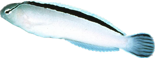 Disco Blenny