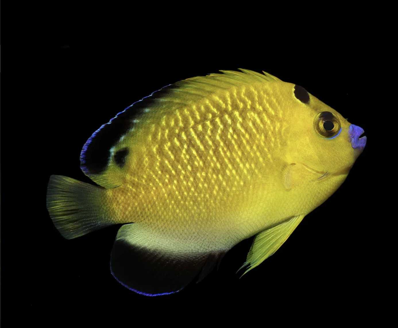 Goldflake Angelfish (Biota Captive bred)