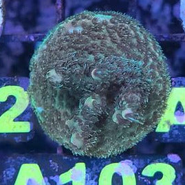 Millipora Sp.