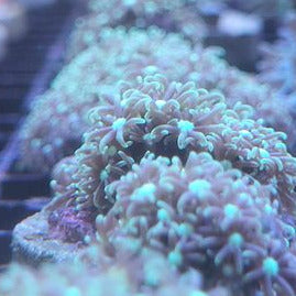 Green Button Polyps