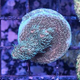 Millipora Sp.