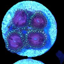 Aphrodite Zoa