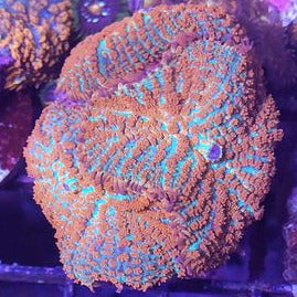 Orange/Green Rhodactis Mushroom