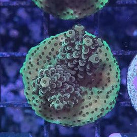 Acropora Tenuis Sp.