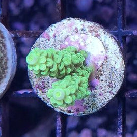 Acropora Tenuis Sp.