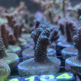 Millipora Sp.