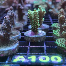 Acropora Tenuis Sp.
